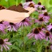 Purple Coneflower Wild Flower Seeds - 1 Lb - Perennial Wildflowers - Purple Bloom - Echinacea purpurea - Flower Gardening   566928309